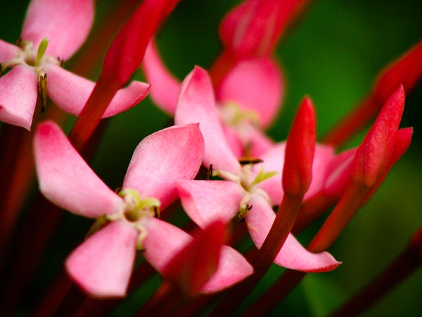 5 5 Pieces of Equipment to Venture into Macro Photography