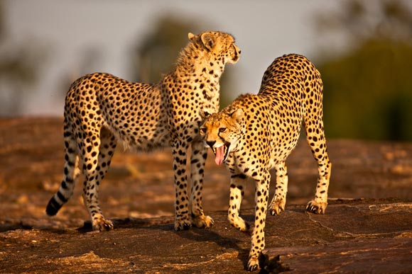 Tips to consider when photographing wildlife 02 Tips to consider when photographing wildlife
