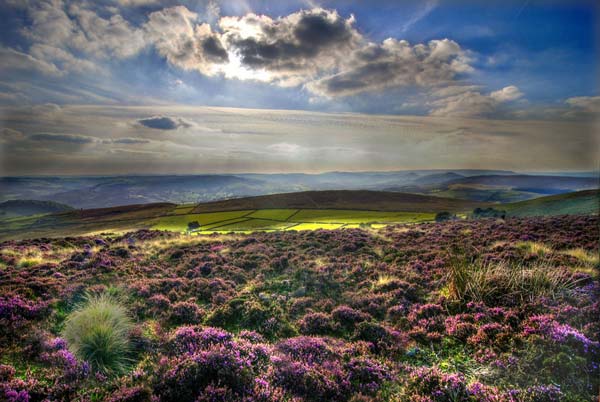 Heather and Sunlight HDR Photo by simon bull