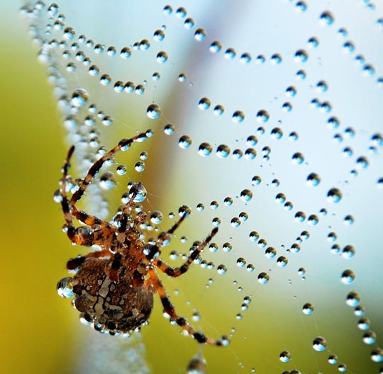 45 Most Beautiful Morning Dew Photos