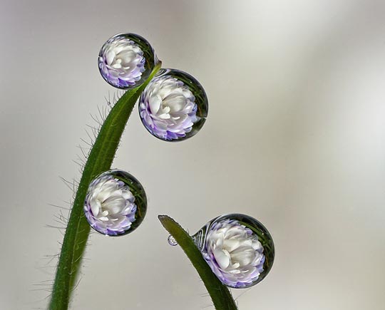 45 Most Beautiful Morning Dew Photos