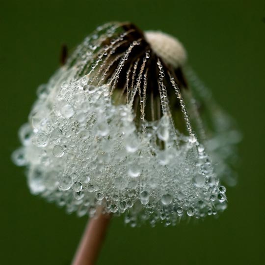 45 Most Beautiful Morning Dew Photos