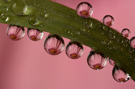 45 Most Beautiful Morning Dew Photos