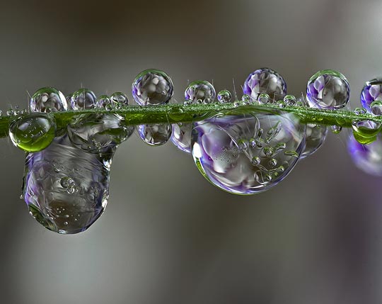 45 Most Beautiful Morning Dew Photos