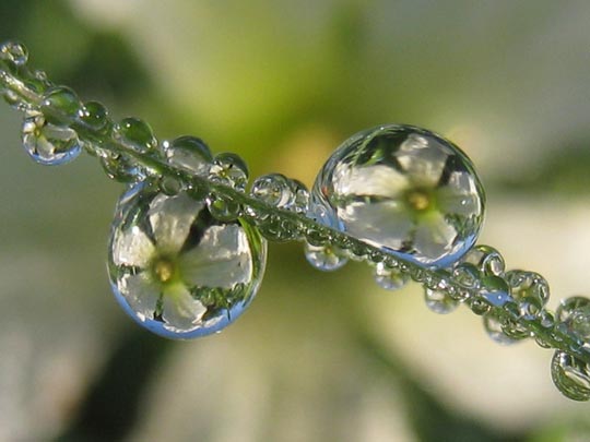 45 Most Beautiful Morning Dew Photos