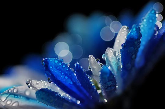 45 Most Beautiful Morning Dew Photos