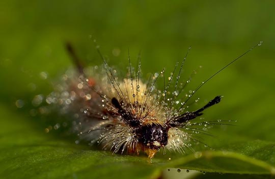 45 Most Beautiful Morning Dew Photos