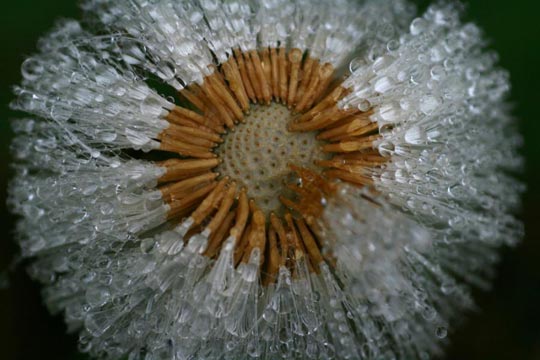 45 Most Beautiful Morning Dew Photos