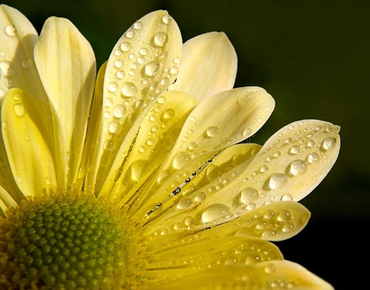 45 Most Beautiful Morning Dew Photos