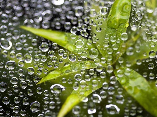 45 Most Beautiful Morning Dew Photos