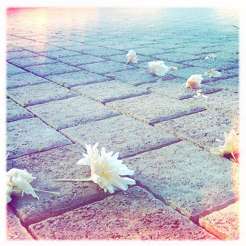 iPhone Photography is All the Rage