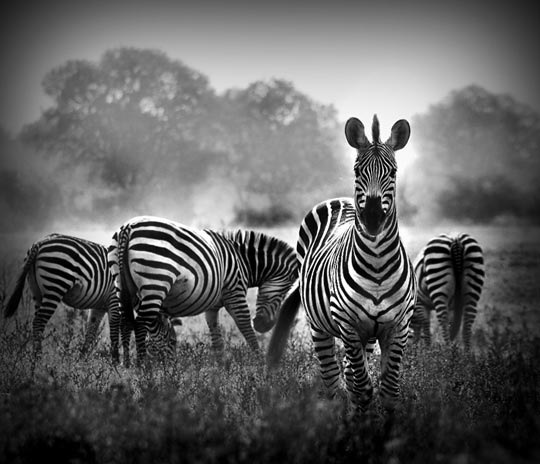 30 Absolutely Amazing Black and White Wildlife Photos