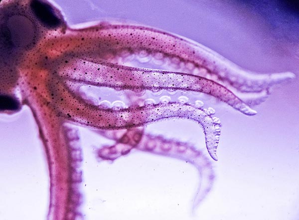 Capturing the Unseen World with Microscopic Photography