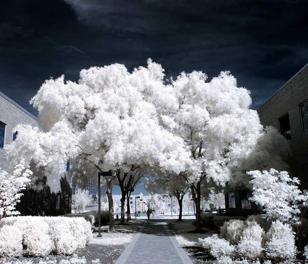 5 35 Beautiful Infrared Photos