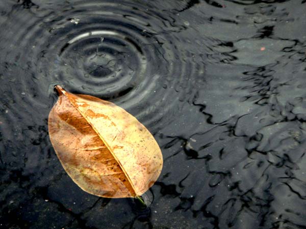 31 Fabulous Examples of Rain Photography