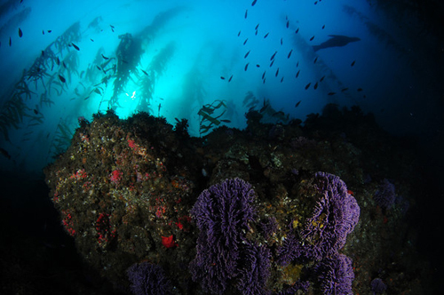 Underwater Photography