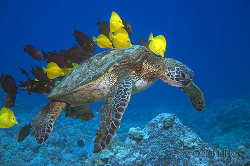 Underwater Photography