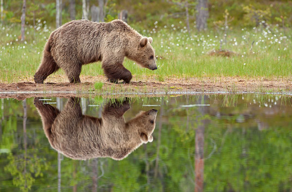 Wonderful Examples of Reflection Photography