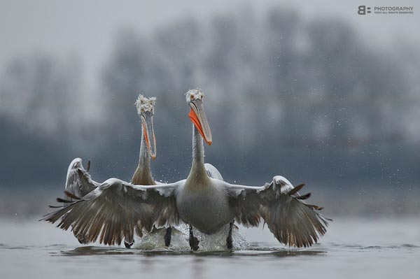 31 Fabulous Examples Of Animal Photography