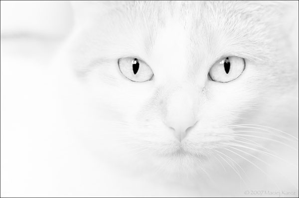 18 Beautiful Bright Examples Of High Key Photography 18 Beautiful Bright Examples Of High Key Photography