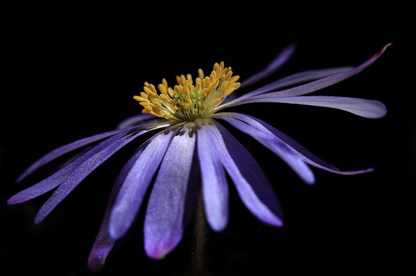 50 Inspirational Examples of Flower Photography