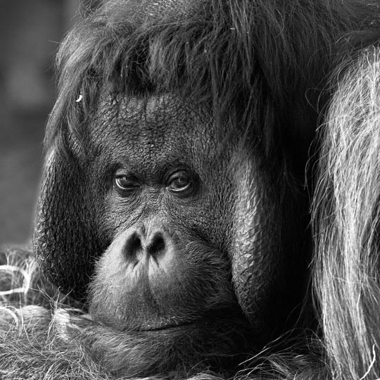 30 Absolutely Amazing Black and White Wildlife Photos