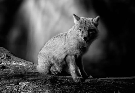 30 Absolutely Amazing Black and White Wildlife Photos
